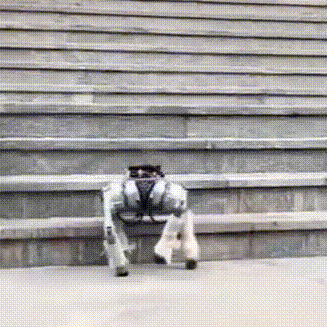 groqloco.gif